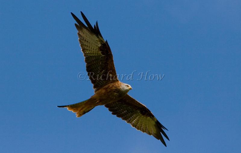 Red Kite37.jpg
